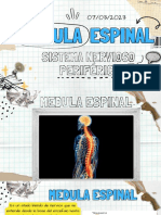 Medula Espinal y Sistema Nervioso Periférico