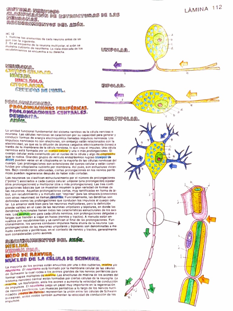 Clasificación de Neuronas y Sinapsis | PDF | Sinapsis | Neurona
