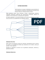 Sistema Endocrino