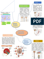 Mapa Del Sistema Nervioso Fisiologia