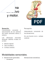 Sistema Sensitivo y Motor