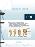 PARTES DE UN DIENTE Anatomia Dental