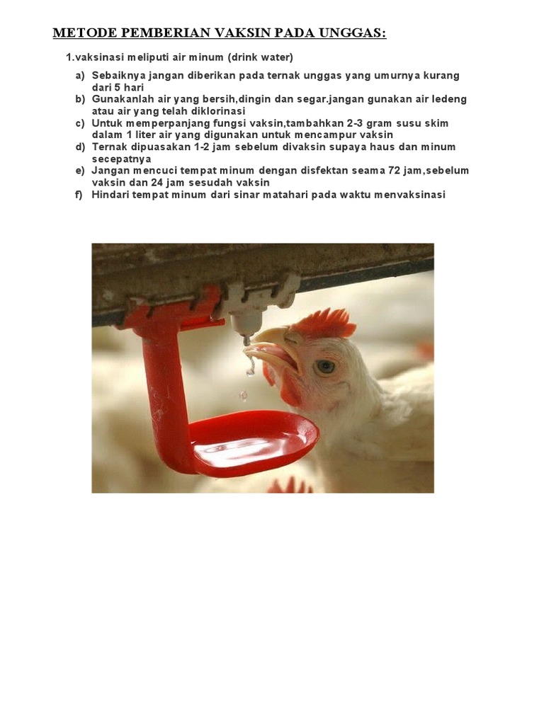Teknik penyuntikan vaksin yang benar pada ayam
