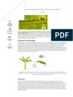 Gestión Integrada de Sigatoka Negra (Pseudocercospora Fijiensis) - AgriSolver