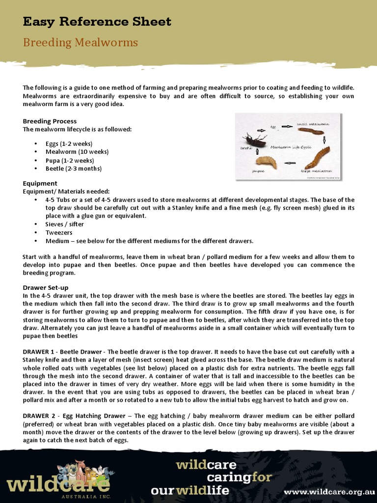 Breeding Mealworms PDF
