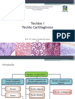 Tecido cartilaginoso: estrutura, funções e tipos