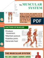 The Muscular System