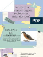 the life of a passenger pigeon