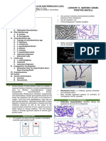 13 Aerobic Gram Positive Bacilli PDF
