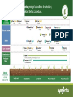 Fenologia Cebolla 2022 PDF