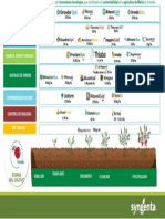 Fenologia Tomates PDF