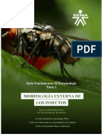Morfología Externa de Los Insectos - John José