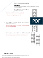 DNA Replication Worksheet PDF