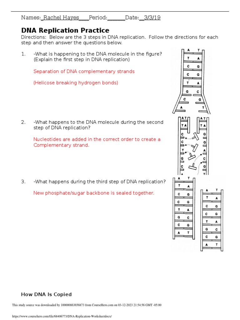 dna replication diagram worksheet