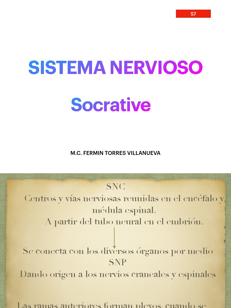 Sistema Nervioso 1 Pdf Pdf Sistema Nervioso Sistema Nervioso Central