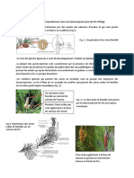 Résumé - Gymnospermes - Organisation Des Organes Reproducteurs