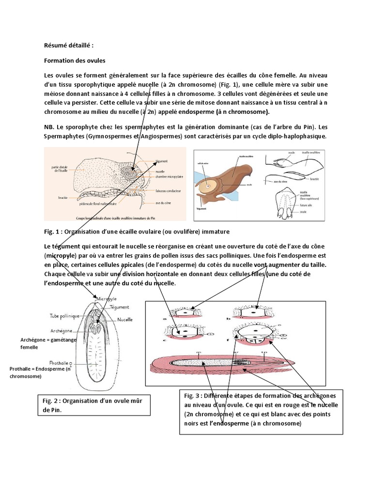 Formation et Fécondation des Ovules de Pin | PDF | Fécondation | Graine