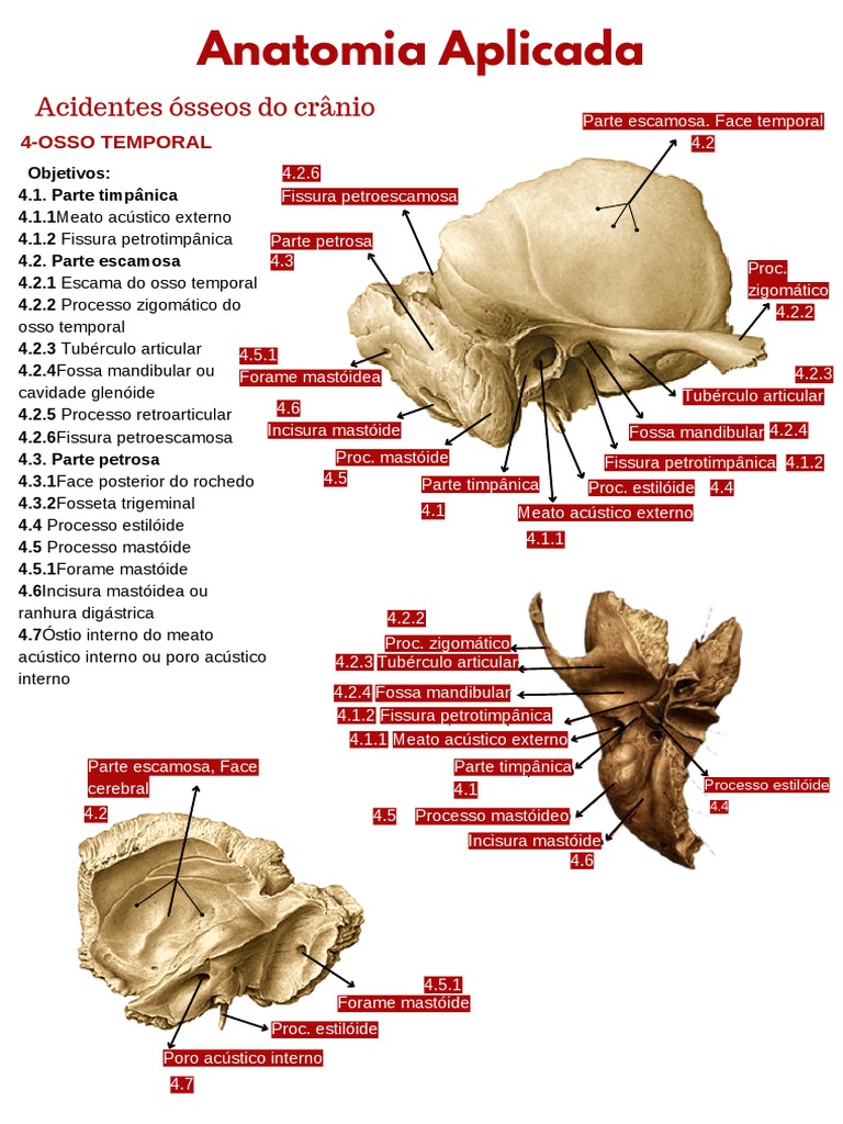 Estrutura anatômica detalhada do osso temporal humano | PDF | Zoologia ...