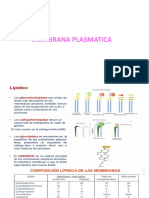 Membrana Plasmatica