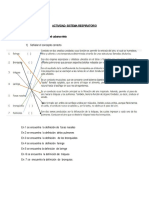 Actividad-Sistema Respiratorio