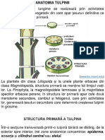 Botanica I - Curs - Tulpina 3 - Anatomia