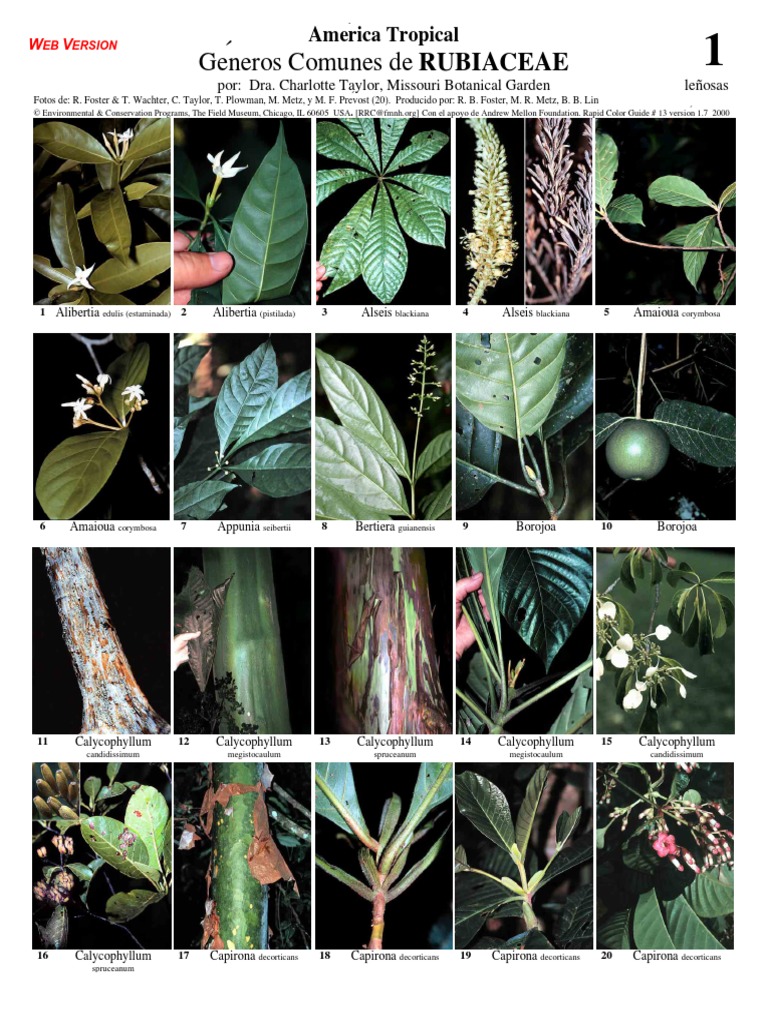 Microsoft Word - #13-1 Rubiacs v1.7 | PDF | Plants | Flora