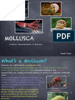 Mollusks