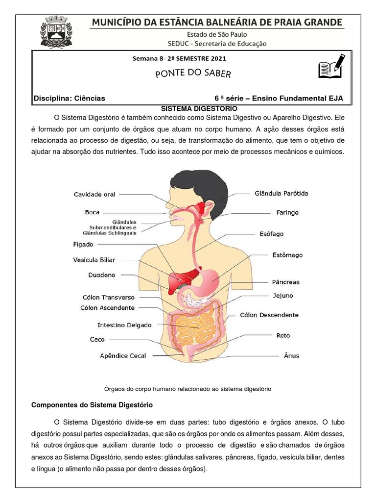 Sistema Digestorio Pdf Pdf Sistema Digestivo Humano Digestão