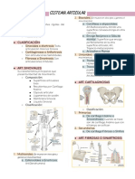 Sistema Articular