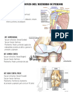 Art. Miembro Superior
