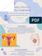 Vagina, Vulva y Uretra