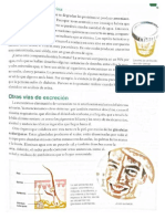 Sistema Urinario PDF