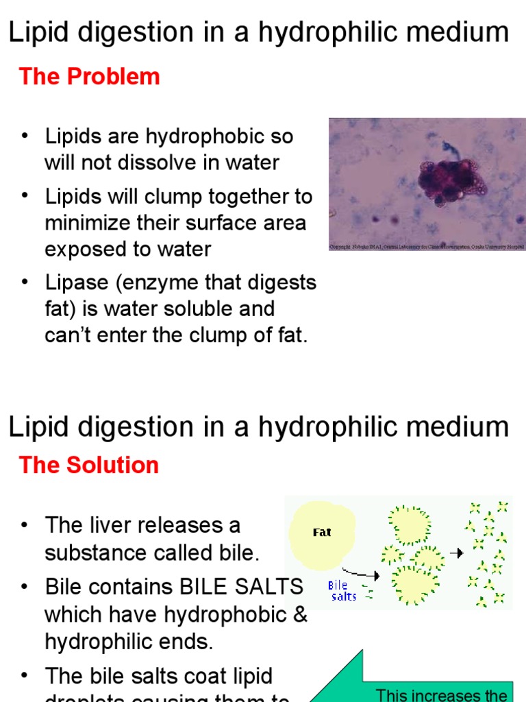 Lipid Digestion and Bile PDF