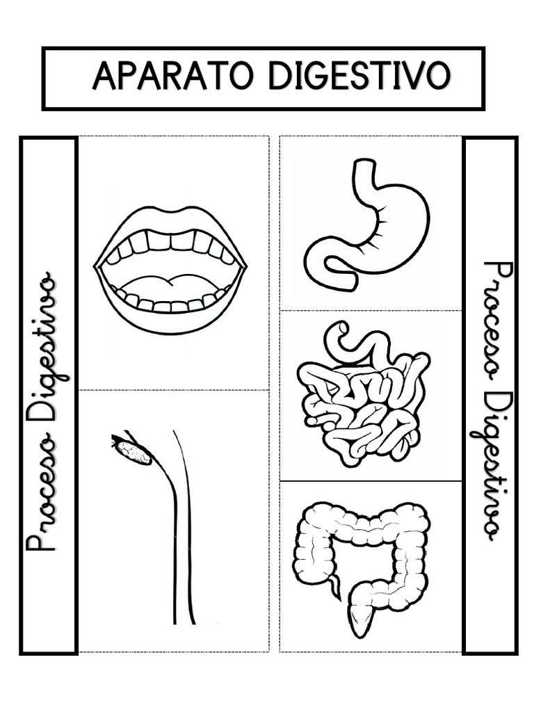 Aparato Digestivo Pdf Pdf
