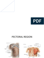 Ana211 Pectoral Region