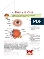 El Olfato y La Vista para Tercero de Primaria