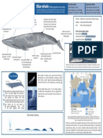 Blue Whale A4 Fact Sheet