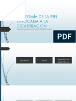 Anatomia y Cocatrizacion PDF