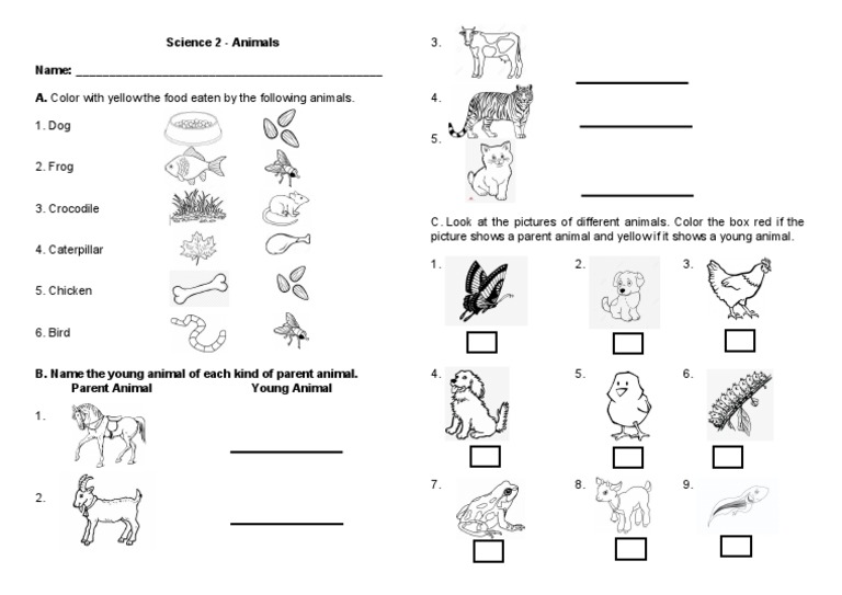 Grade 2 Animals Quiz PDF