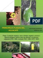 Plagas Del Aguacate Virtual 2023