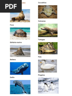 Animales que vuelan, nadan y caminan | PDF