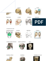 8 Huesos Del Cráneo