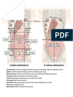 Regiones Abdominales