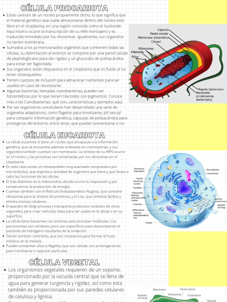 Estructura y tipos de células | PDF | Biología Celular) | Citoplasma