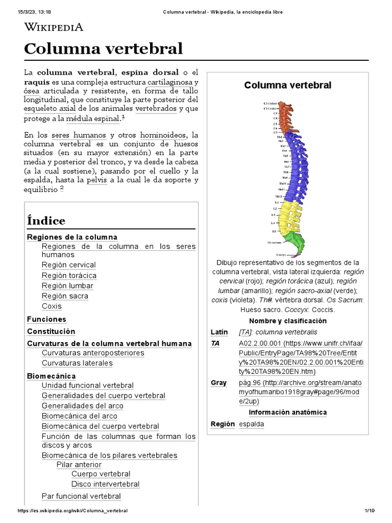 Columna Vertebral | PDF | La columna vertebral | Vértebra