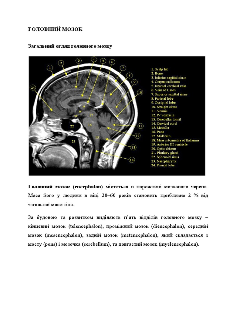 Головний мозок, міст, довгастий мозок | PDF