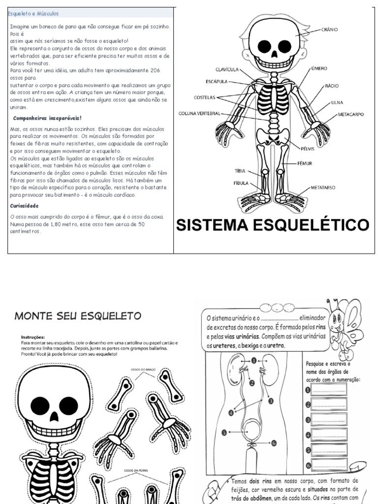 Esqueleto e m sculos pdf