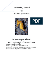 White's Sea Horse