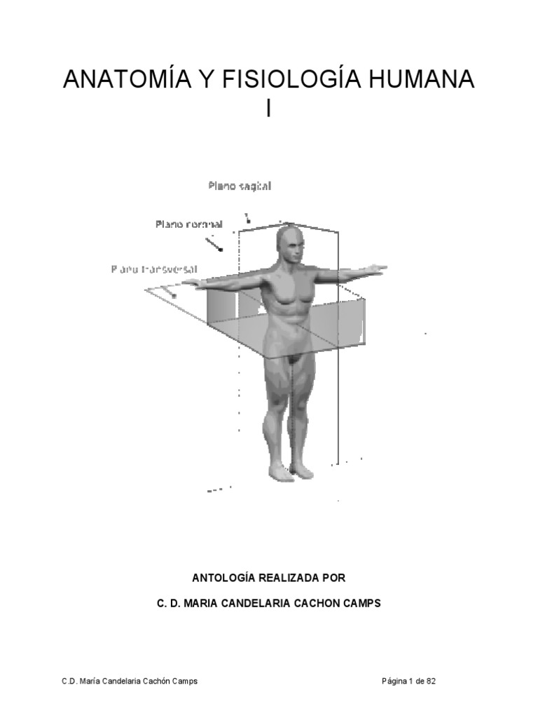 Anatomia Y Fisiologia Humana I Pdf Músculo Epitelio