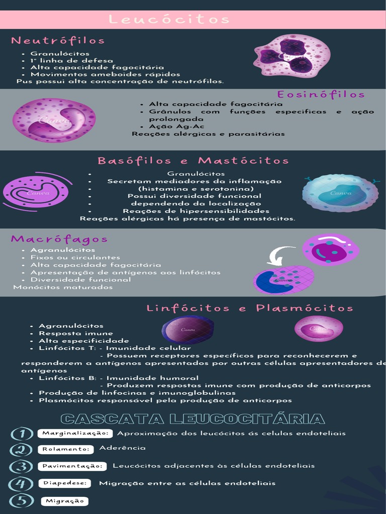 Basófilos e Mastócitos em Leucogramas | PDF | Glóbulo branco | Linfócito